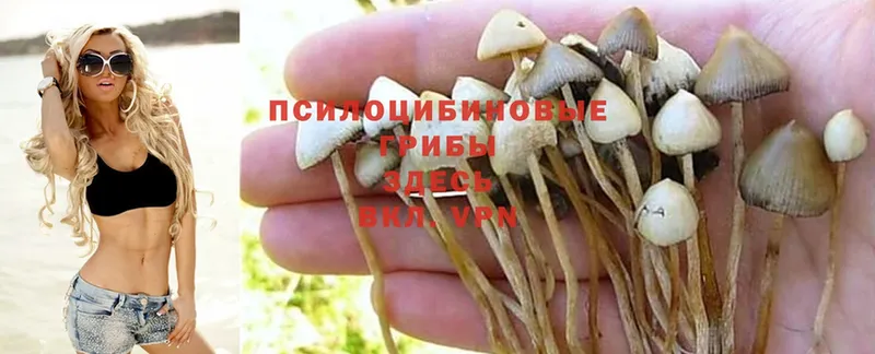 kraken ссылки  наркота  Новоалтайск  Галлюциногенные грибы Magic Shrooms 